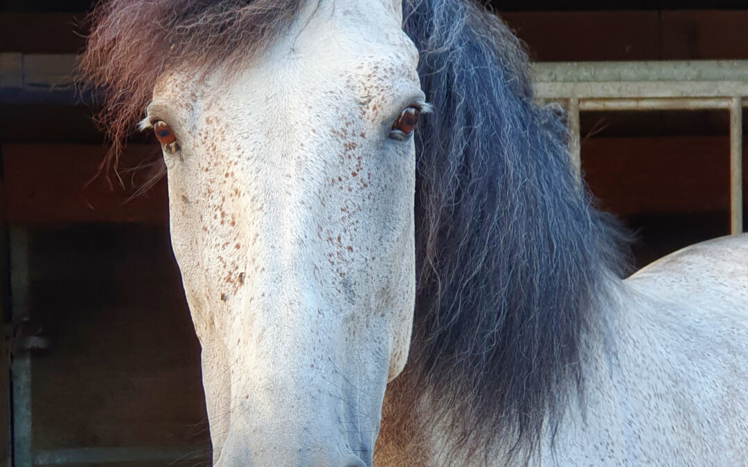 Wie das Pferd wieder in seiner inneren Mitte ist